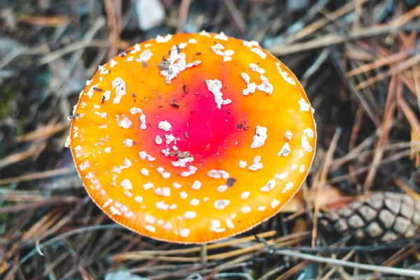 Mérgező Gomba Amanita Piros Sapkával Erdőben — Stock Fotó