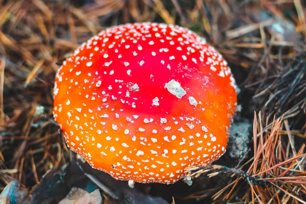 Poisonous Mushroom Amanita Red Cap Forest — Stock Photo, Image