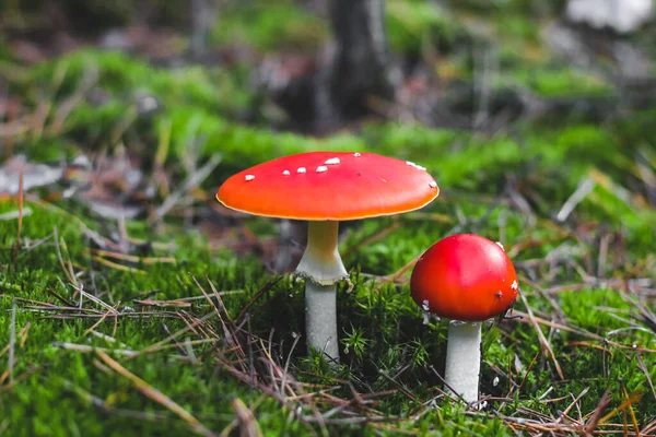 Zwei Giftige Pilzamanita Mit Roten Kappen Auf Grünem Moos Fliegenpilz — Stockfoto