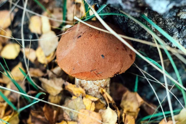 Champignon Leccinum Aurantiacum Bolet Champignon Comestible Poussant Chez Renard Automne — Photo