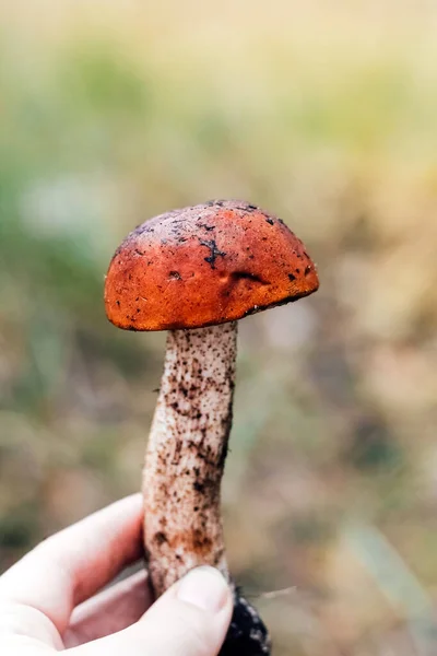 Leccinum Aurantiacum Steinpilz Männliche Pilzsammler Halten Essbaren Rotfußpilz Der Hand — Stockfoto