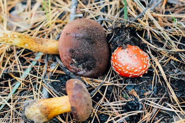 Edible Mushroom Imleria Badia Poisonous Mushroom Amanit — Stock Photo, Image