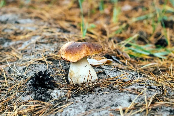 Boletus Edulis Whep Penny Bun Porcino Porcini Mushroom Grows Grass — стоковое фото