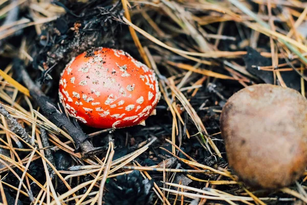 Essbarer Pilz Imleria Badia Und Giftiger Pilz Amanit — Stockfoto