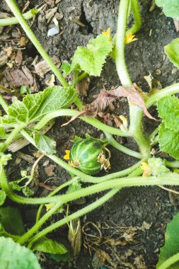 Vietnam 'da küçük kavun yetişiyor. Çizgili egzotik yeşil meyve.