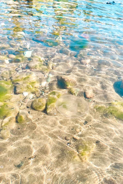 透明度の高い海の水は 底に石や貝殻 クラゲの水泳を見ることができます — ストック写真