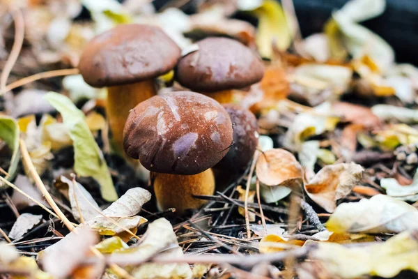 Imleria Badia Polnischer Pilz Essbarer Pilz Wächst Herbst — Stockfoto
