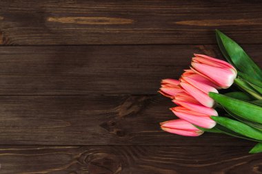 Kahverengi panoların arka planında pembe bahar laleleri. Metin için yer.