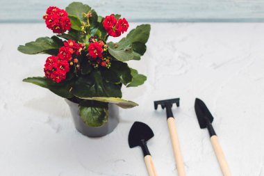 Kalanchoe, nakil için bahçe aletleriyle dolu tencerede su toplayan sulu bir bitki..