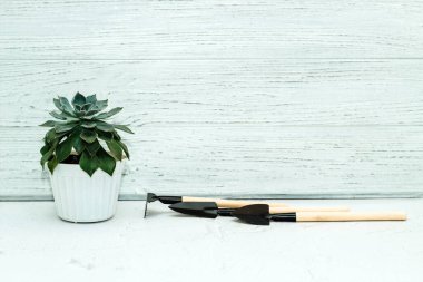 Bahçe nakli aletleriyle dolu sulu bir echeveria..