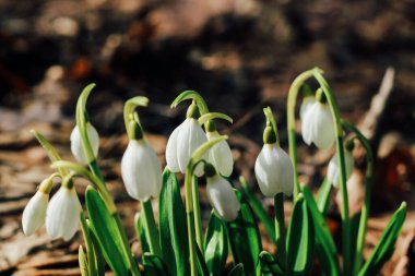 Ormandaki bir açıklıkta kar damlaları. Bahar çiçekleri
