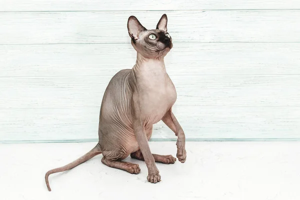 Skallig Katt Kanadensisk Sphynx Skapa Choklad Färg — Stockfoto