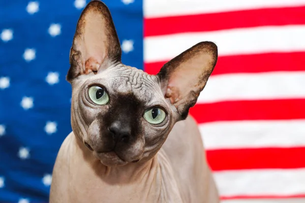 Kanada Sphynx cinsinin kel kedisi Amerikan bayrağının önünde dölleniyor. Çikolata rengi