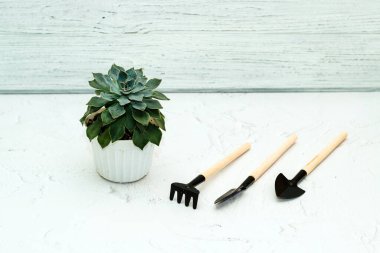 Bahçe nakli aletleriyle dolu sulu bir echeveria..