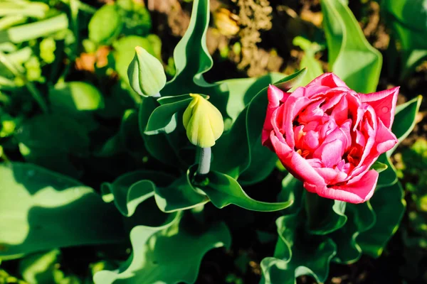 Pfingstrosen Förmige Dichte Rosa Tulpe Columbus Frühjahrsblüte — Stockfoto