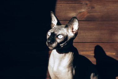 Kanadalı Sphynx cinsinin kel kedisi ahşap bir arka planda, çikolata rengi deri. Işık ve gölge oyunu.