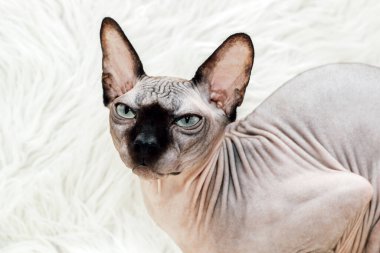 Kanada Sphynx cinsinin kel kedisi. Çikolata rengi.