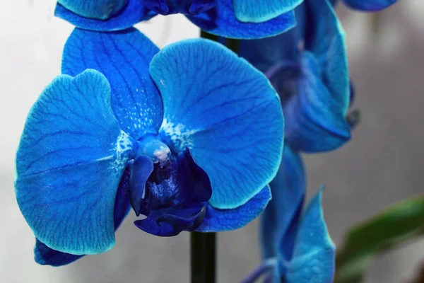 Flor Azul Cerca Orquídea Invernadero —  Fotos de Stock