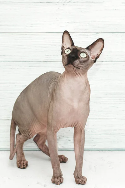 Φαλακρή Γάτα Της Καναδικής Φυλής Σφίγγας Χρώμα Σοκολάτας — Φωτογραφία Αρχείου
