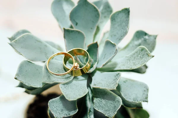 Anillos Oro Boda Una Suculenta Verde Boda Objeto Foto —  Fotos de Stock