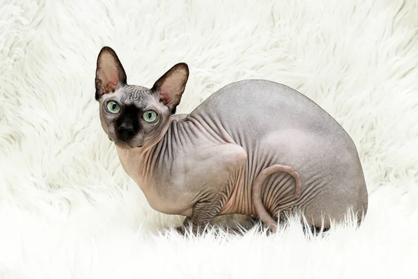 Skallig Katt Kanadensisk Sphynx Skapa Choklad Färg — Stockfoto