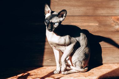 Kanadalı Sphynx cinsinin kel kedisi ahşap bir arka planda, çikolata rengi deri. Işık ve gölge oyunu.