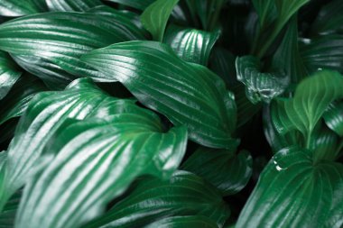 Yeşil bahçedeki tropikal yaprakların arka planı. İş ve tasarım için içerik.