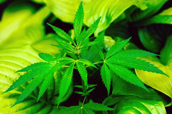 Cannabis Marijuana Växt Växer Bland Trädgård Grönska — Stockfoto