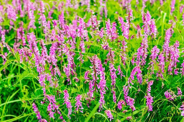 Menekşe rengi narin çiçeklerin arka planı. İş ve tasarım için içerik.
