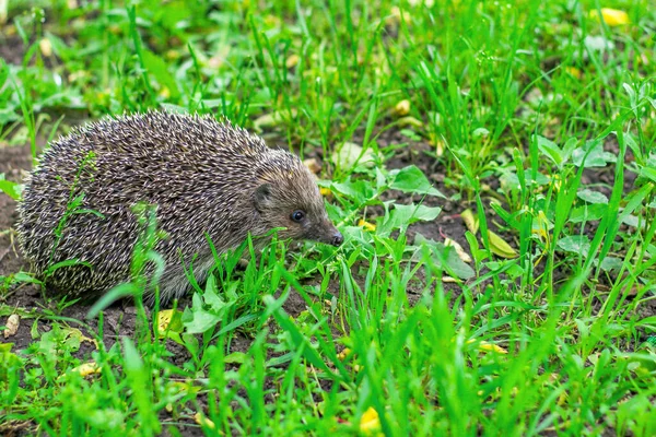 Forest Hedgehog Clearing Spiky Ball Walk Green Foliage — Stock Photo, Image