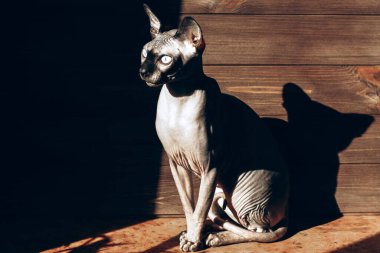 Kanadalı Sphynx cinsinin kel kedisi ahşap bir arka planda, çikolata rengi deri. Işık ve gölge oyunu.