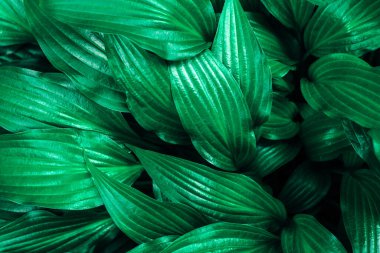 Yeşil bahçedeki tropikal yaprakların arka planı. İş ve tasarım için içerik.