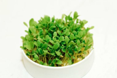 Mikro yeşil, yuvarlak bir kabın içinde lahana filizlendirilmiş. Evde yetişen bitkiler..