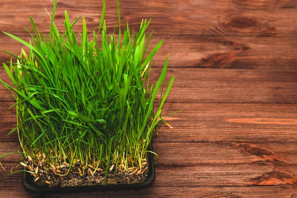 Uma Erva Vitamina Verde Para Gatos Trigo Germinado Para Saúde — Fotografia de Stock