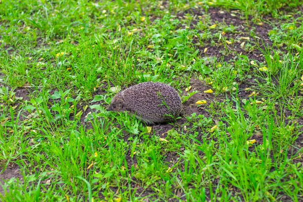 Hérisson Forestier Dans Clairière Une Boule Piquante Sur Une Promenade — Photo