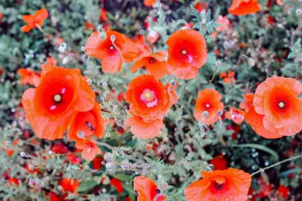 Κόκκινες Παπαρούνες Πράσινο Χωράφι Όμορφη Εικόνα Λουλούδι Για Περιεχόμενο — Φωτογραφία Αρχείου