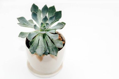 Açık arkaplanda yeşil, sulu bir echeveria..