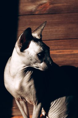 Kanadalı Sphynx cinsinin kel kedisi ahşap bir arka planda, çikolata rengi deri. Işık ve gölge oyunu.