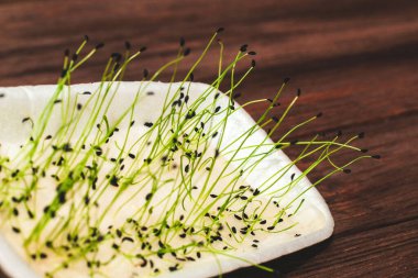 Sağlık ve Diyet İçin Şnitt Soğan Tohumları. Evde mikroyeşil.