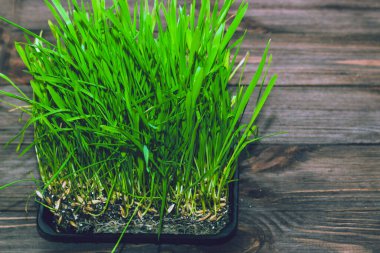 Kediler için yeşil vitamin bitkisi. Sağlık ve diyet için filizlenmiş buğday.