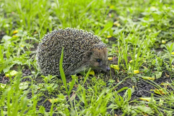 Forest Hedgehog Clearing Spiky Ball Walk Green Foliage — Stock Photo, Image