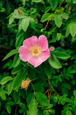Bahçedeki yeşil yaprakların arka planında pembe gül çiçeği.
