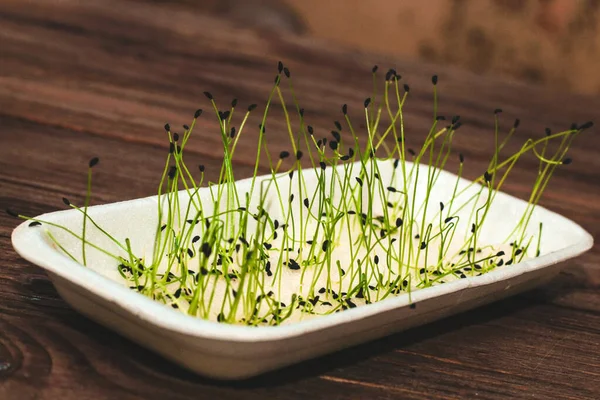 Sprouted Schnitt Onion Seeds Health Diet Microgreen Home — Stock Photo, Image