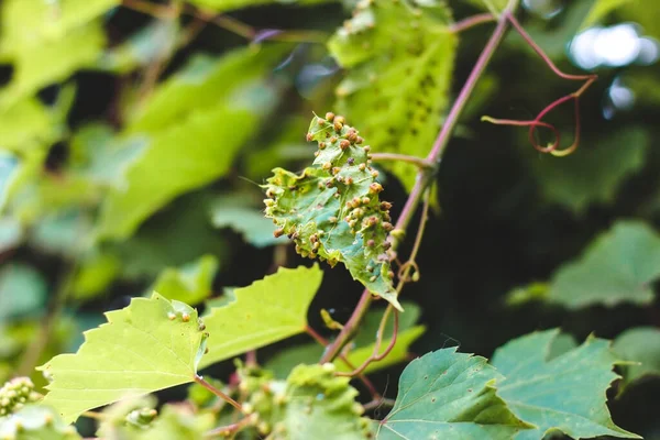 Liście Winorośli Dotknięte Przez Owady Rodziny Phylloxeridae Choroba Filoksery Winogronowej — Zdjęcie stockowe