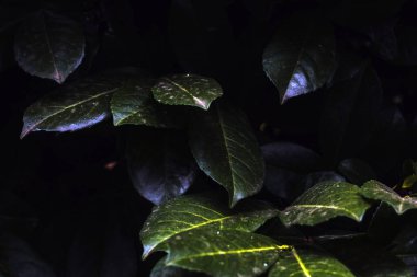 Yaprakların koyu mavi dokusu yeşilimsi bir renge sahip..