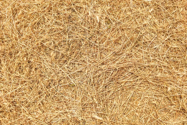 Çimleri biçen kuru otların dokusu.