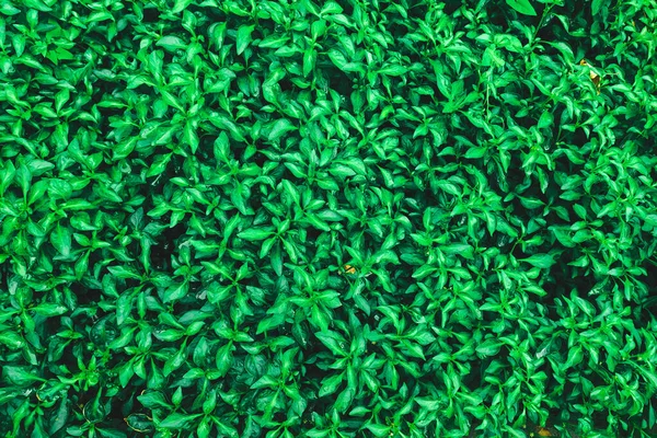 Grüne Textur Pflanzenteppich Blumenbeet Gartenpfeffer — Stockfoto