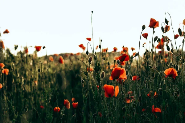 Amapolas Rojas Campo Sobre Fondo Atardecer Hermosa Imagen Flor Para —  Fotos de Stock