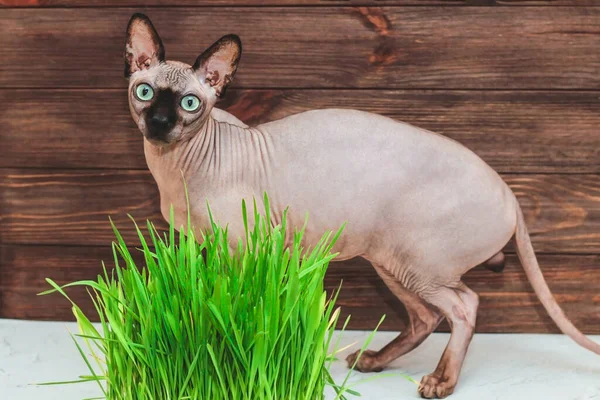 Skallig Katt Kanadensiska Sphynx Skapa Med Grön Vitamin Gräs För — Stockfoto