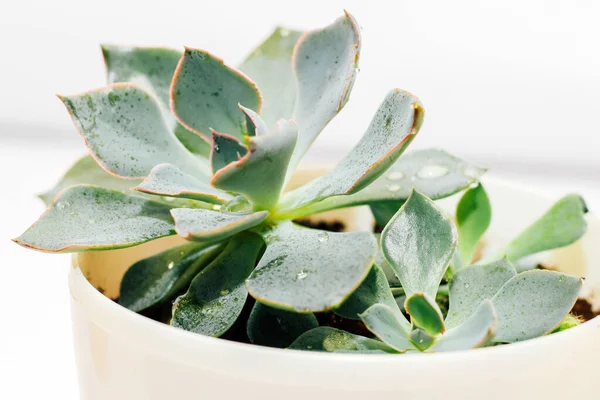 Açık arkaplanda yeşil, sulu bir echeveria..